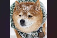 雪が薄く積もってシュガー揚げパンみたいになっている柴犬が話題に！「粉砂糖たっぷりで甘くておいしいね」「かわいくて皆に食べられちゃうね」