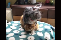 ネコの上に乗りかかっているネコ。鏡餅のような姿が話題に「重すぎるにゃ」「下の子のなんとも言えない表情」