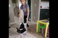 ベビーカーに乗せられたネコ。女の子のごっこ遊びに付き合ってあげている？【アメリカ・動画】