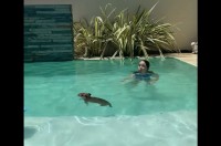 カピバラが泳ぐ！潜る！はしゃぎまわる姿がかわいすぎる！！【海外・動画】