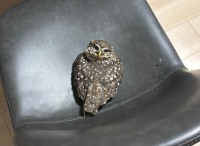 絶対どかないアピール？首をぐるんと回して訴えかけてくるフクロウが話題に「意思が強すぎる」「どんな可動域してるんだ」