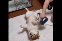 ドライヤー中の柴犬。身じろぎひとつせずされるがままになっている姿に反響「ほぼほぼ動かない」「ドライヤー全然平気なのすごい」
