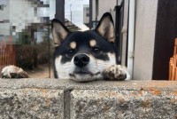 「あっワンちゃん！」「黒柴だ！」と外から声が。愛犬の様子を見に行くと・・塀につかまり立ちして外を見ていた！！