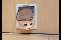 ペットドアを初めてくぐるネコがかわいすぎると話題に「何度も見たくなる」「最初に顔だけ出すとこがもう」
