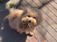 おさんぽ中に愛犬に「ハーイ」してもらったら・・。愛しさが爆発してしまうワンシーンが話題に