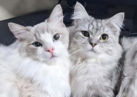 くっつくネコたち。おててを重ねると・・ハートができました！！「あざとかわいすぎ」「キュンキュンしちゃいました」