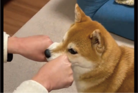 柴犬とグッパー遊びをしていたら・・。なぜか挟まりにくるのがかわいいと話題に「一緒にパァッ！ってするのかわいすぎます」