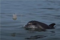 イルカがボールで遊んでる？いや待って！それはボールじゃなくて『生き物』だよ！？【海外・動画】