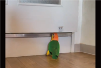 ドアの隙間にクチバシを入れるインコ。テコの原理でドアを開けた！？「とても賢い」「賢すぎでしょ」