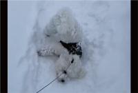 散歩が進まない！雪にはしゃぎまわるビションフリーゼに「喜びすぎー」「たまらなくかわいいです」