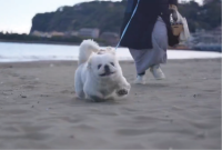 砂浜を楽しみすぎ！ぱたぱた走るペキニーズ犬がかわいすぎると話題に「オモチャみたいな動きでかわいい」
