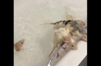 お風呂からあがりたい？ネズミたちがバスタブからジャンプ！【海外・動画】