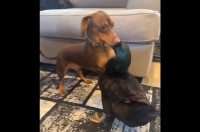 ダックスフンドが大親友のカモをぎゅ～っ。だけどちょっと力が強すぎたみたい！【アメリカ・動画】