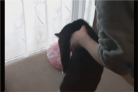 湯たんぽが大好きすぎるネコ。何度移動させてもすぐ戻る姿が話題に「かわいすぎる」「相当お気に入りなのね」