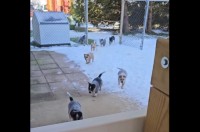 ごはんの時間！子犬たちが競い合うように全速力で駆け寄ってきた！！【アメリカ・動画】