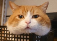 ごはんを詰め込んでいる？もちもちほっぺが印象的なネコに「実はリスだったのかにゃ」「プニプニしたくなる〜」