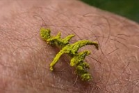 一体これは何なんだ！？植物のように見えるオーストラリアで撮影された謎の生物の映像!