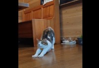 体を伸ばして気持ちよさそうにしているネコが話題に「手の指からお尻まで伸びてる」「お顔ぷるぷるまでがワンセット」