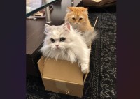 ネコ列車出発進行～！ダンボールに収まるネコたちに「この電車で通勤なら幸せすぎる」「撮り鉄になります！」