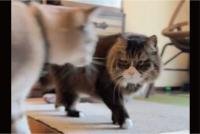 毛づくろいは突然に。すれ違いざまに見せたネコの強引さに驚きの声「いくらなんでも突然すぎる！」「すごい流れですね」