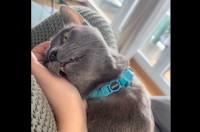 電池が切れた？ママさんの膝の上で脱力を極めたネコ【海外・動画】