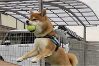 柴犬がジャンプした瞬間を激写！インパクトある1枚が話題に「芸術点の高い飛行」「足ピーンが綺麗すぎる！」