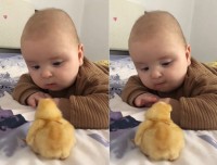 赤ちゃんにヒヨコと会わせてあげたらじっと動かずにいたヒヨコがほっこりする行動に！！【海外・動画】