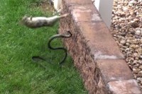 【母は強し】子どもをヘビに襲われた母ウサギが決死の覚悟でヘビを撃退