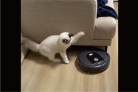 ネコが戦いを挑んだ相手は・・ロボット掃除機！？「攻撃力がほぼないペチッ」「変なものが動いてると思ってる？」