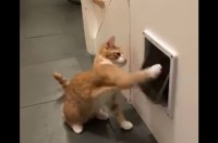 子猫の対戦相手は・・キャットドア！？小さなおててで連続猫パンチ！！【海外・動画】