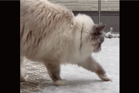 生まれて初めて見た雪にキョロキョロ。ネコのリアクションに反響「キョロキョロしててかわいい」「冷たいけど楽しいにゃ」
