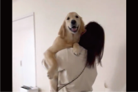 大きくなってもだっこしてもらうの大好き！甘えるゴールデンレトリバーに反響「ママ大好きワン」「周りの子も抱っこしてほしそう」