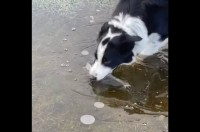 ボーダーコリーが池の水をバリバリ？・・夢中でかじっていたのは氷だ！【海外・動画】
