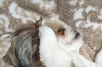 そのおててはいったい？シーズーの寝姿に反響「頭抱えててかわいすぎます」「偏頭痛あるときの私やん」