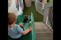 楽しいすべり台！幼い男の子と子犬が仲良く何度も滑って遊ぶ姿にほっこり！【アメリカ・動画】
