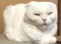 ネコは液体・・ではなく固体だった？四角いネコの姿に反響「四角すぎます」「お砂糖が固まっちゃったみたい」