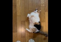 コロリン・・シュッ！緩急自在のネコの動きに反響「芸達者！」「ニャンとかわいい」