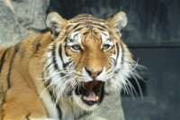 【お間抜け事件】農夫が牛舎でトラを発見！？警察に通報して大騒ぎ！ここはスコットランドで野生のトラはいないはずだけど？