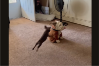 「一緒に遊ぼ！」と言ってるいる？子犬がブルドッグのぬいぐるみに全力で体当たり！【アメリカ・動画】