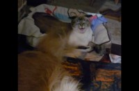 イヌの隣でくつろいでいたネコ大迷惑！イヌがブンブン振り回すしっぽが顔を何度もペシペシ【アメリカ・動画】