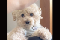 トイプードルの反撃がかわいすぎる！飼い主さんの手をおててでぎゅ～っ！「かわいすぎる」「真剣白刃取り？！」