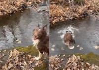 【驚愕】飼い主が投げたのは小石なのに…愛犬が拾い上げた「とんでもない大物」にびっくり！！【アメリカ・動画】