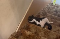 階段の真ん中でチルタイム！寝転がってくつろぐ姿がかわいすぎる【アメリカ・動画】