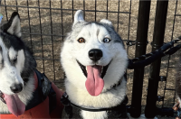 何度でもドッグランに連れて行ってあげたくなる。喜色満面な笑顔のハスキー犬が話題に「すっごく楽しかったんでしょうね！」「テンション爆上がり」