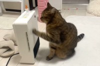 ヒーターでぬくもりたいネコ。ヒーター消した直後からの行動が話題に「分かりやすい催促」「暖かい風を出してにゃん」
