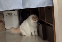 箱に入ろうと奮闘していたネコが諦めた！？その理由がかわいすぎる