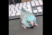 踏ん張って帰宅拒否するインコ。絶対帰りたくないという強い意思に反響「めっちゃふんばってる」「最後のうぇーいみたいなのたまらなくかわいい」