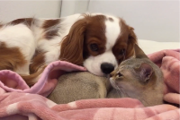 一緒に寝たい犬VS一緒に寝たくないネコ。平和な戦いが話題に「にらまれているのに気づかないふりをしててかわいい」