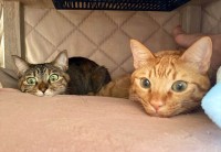 こたつの中をのぞいてみると・・。くつろぐネコたちの姿が話題に「いつのぞかれても大丈夫」「わかりみ深い」