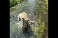 水遊び中に現れた木の枝に驚いたゴールデンレトリバー。さっきまで遊んでいたのに忘れちゃった？【海外・動画】
